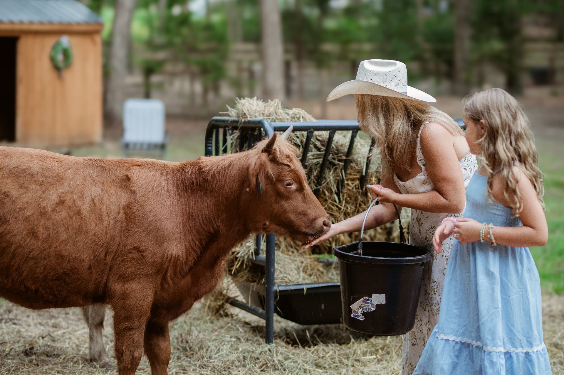A mom and daughter feeding a red cow