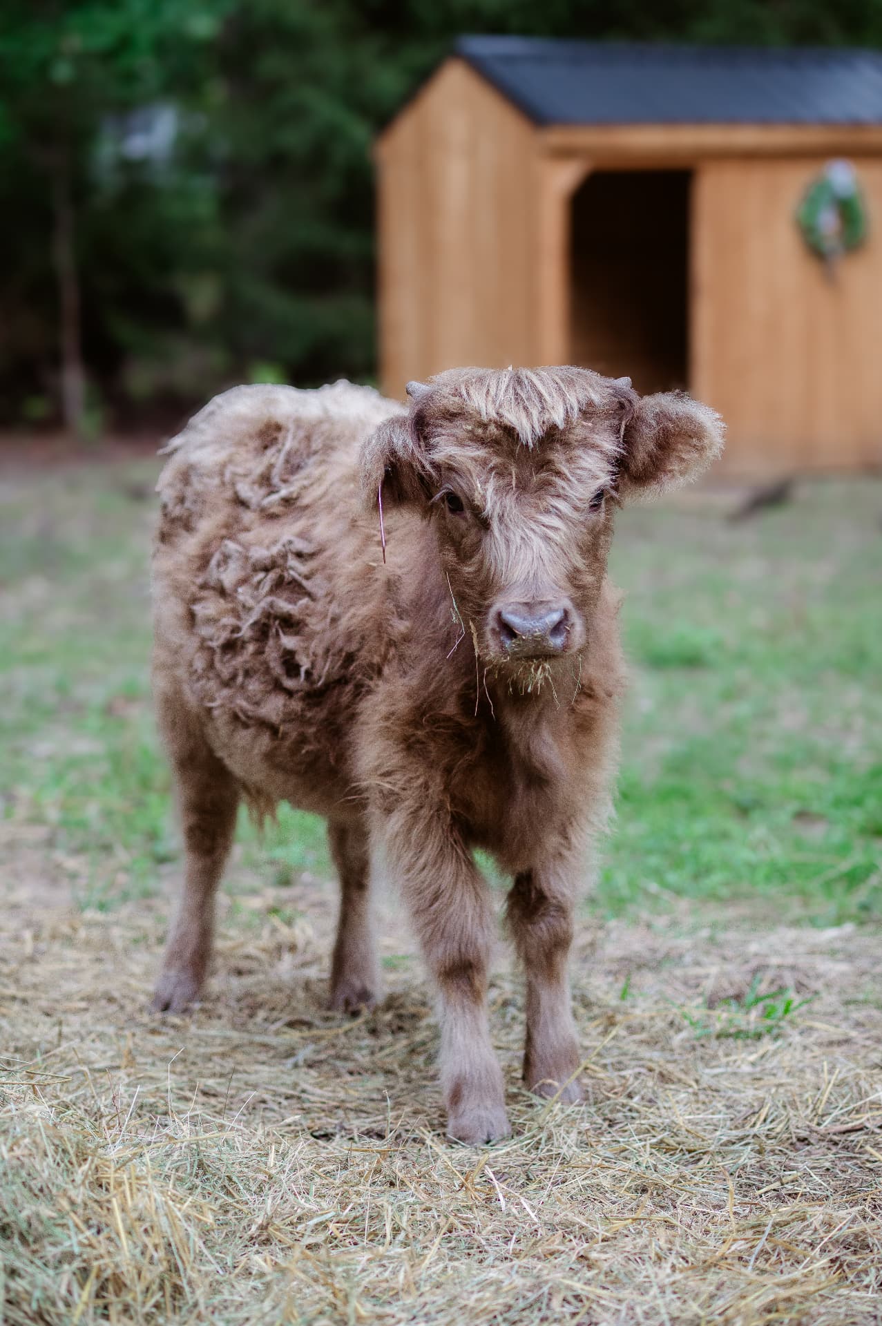 A fluffy Highland calf by the barn