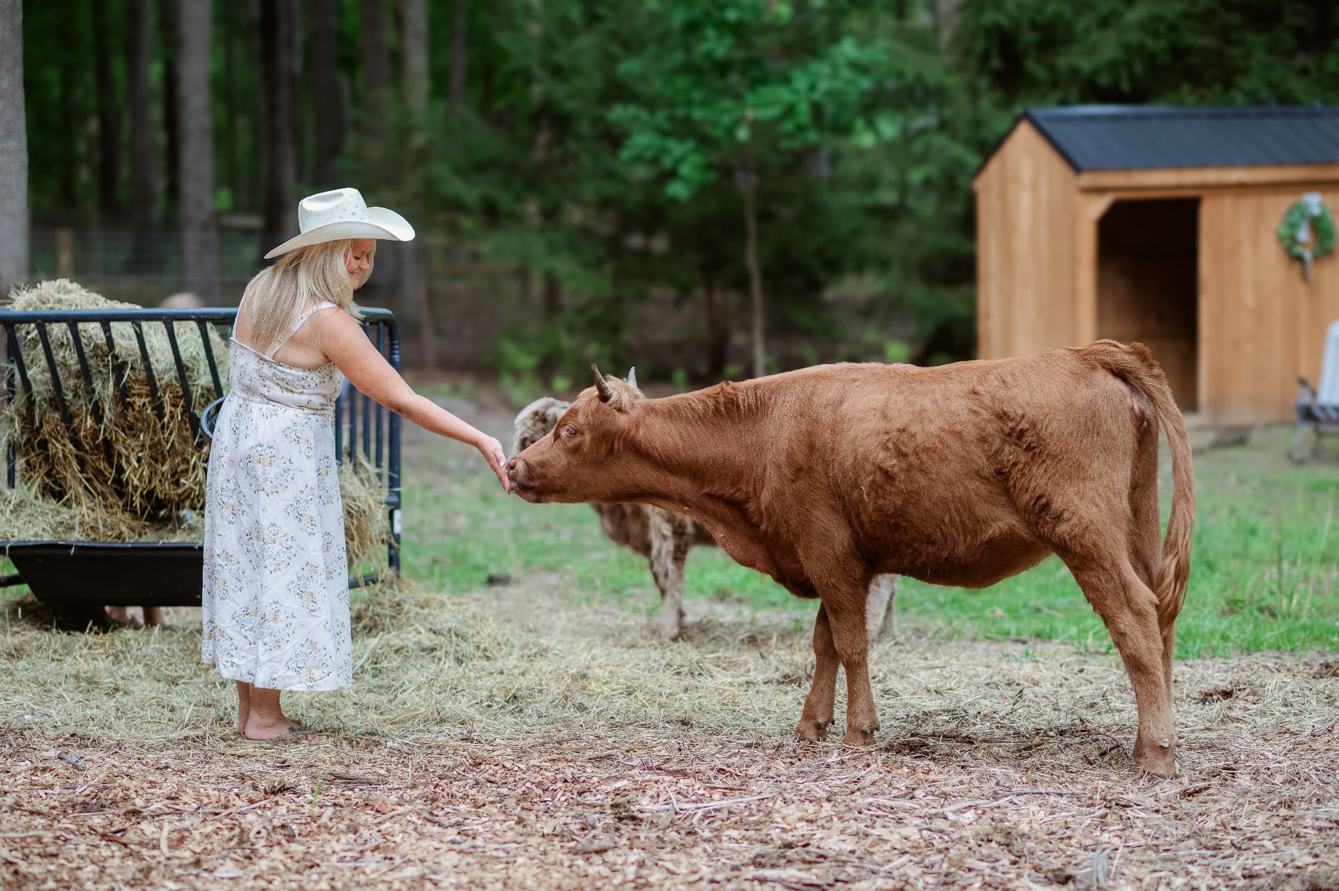 A woman hand-feeding a red cow