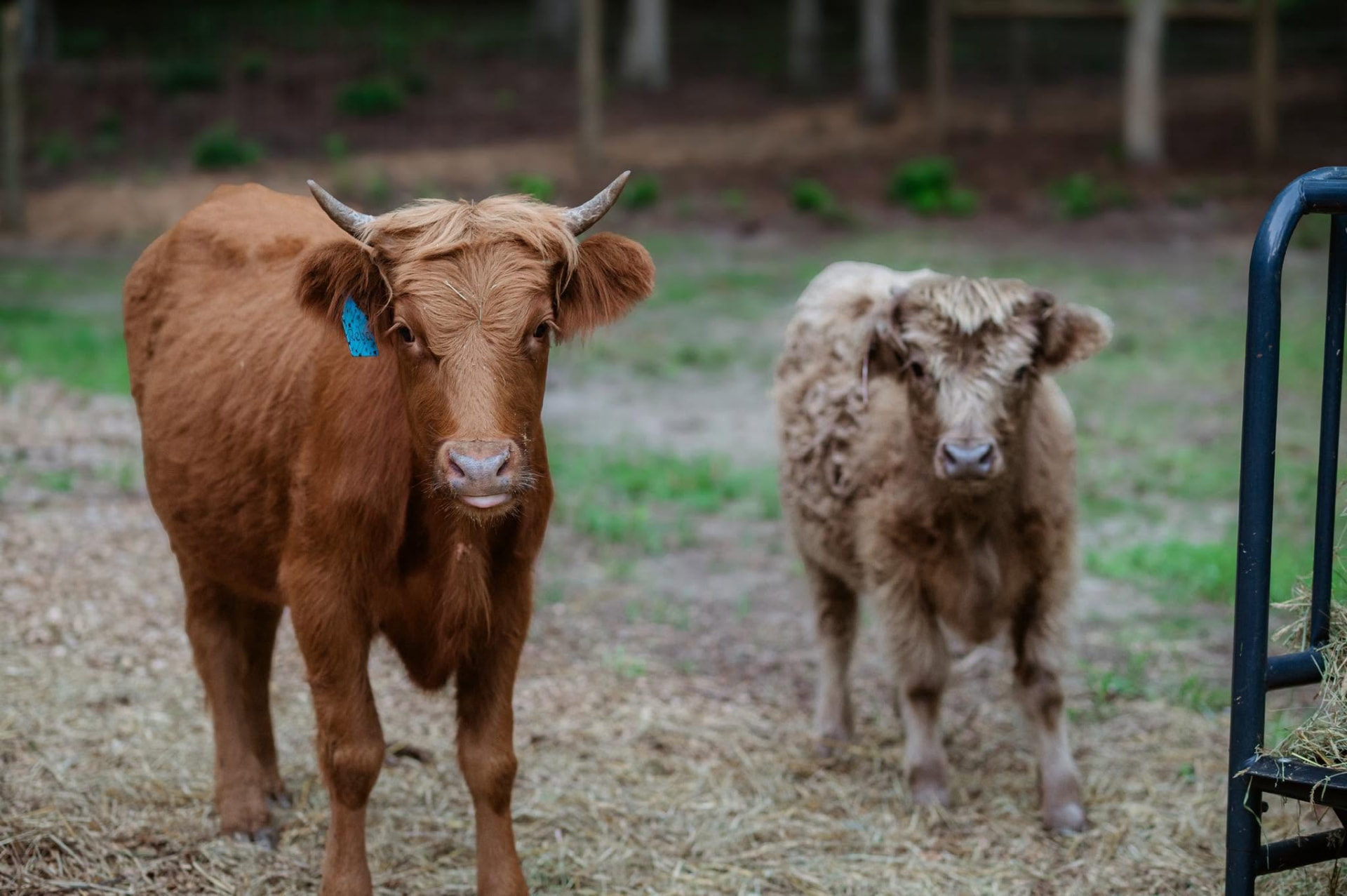 Two young Highland cows standing in the pasture